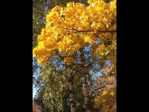 Видео: Яків Степовий. Творчий нарис до 140-річчя від дня народження.