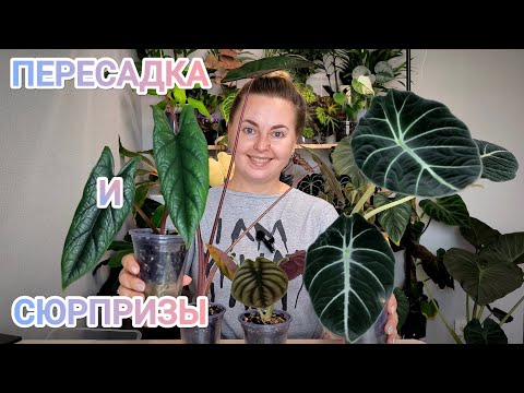 Видео: ЭКСПРЕСС-ПЕРЕСАДКА алоказий/ЧТО С КОРНЯМИ?? 🫣😭/Снимаю клубни и МАКРО ПОДУР😱