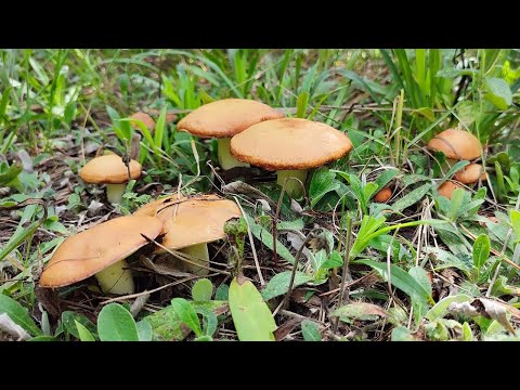 Видео: НАРВАЛСЯ НА ПОЛЯНЫ МОЛОДЫХ, СОЧНЫХ ГРИБОВ. Сбор грибов 2024.