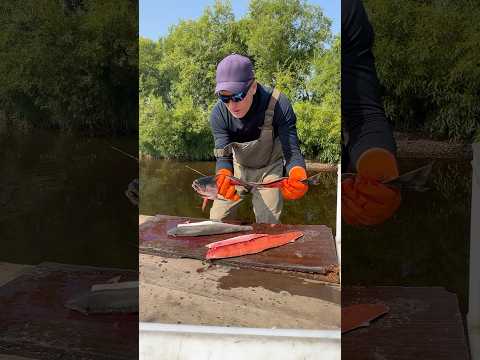 Видео: Камчатка 2024 день 75 Чистим Кижуча #камчатка #fishing #ярик_рыбак #рыбалка #чавыча #рыба #fish