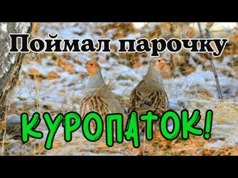 Видео: Поймал парочку куропаток! Ловушка из ящиков с под боекомплектов РСЗО град. Как поймать куропатку?