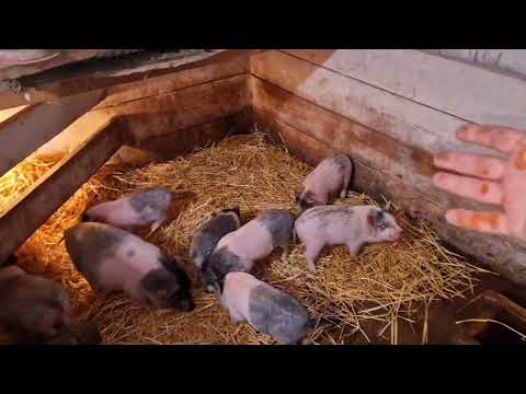 Видео: кастрация поросят! как я это делаю без помощников?