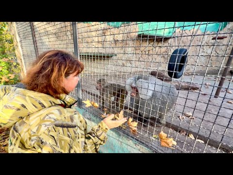 Видео: Как Люська ОТРЕАГИРОВАЛА на маму, НЕ ВИДЯ ЕЕ 2 МЕСЯЦА? 