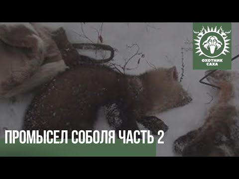 Видео: Ловушки начали работать. Промысел соболя часть 2