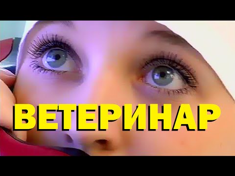 Видео: Галилео. Ветеринар