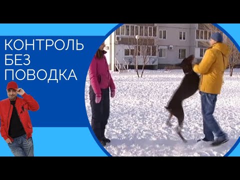 Видео: Неуправляемый Доберман(Контроль без поводка)