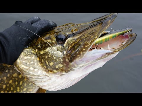 Видео: Трофейная щука на Mag Squad 128SP. Двушка на Gekiasa II 105SP. Рыбалка на живописном озере