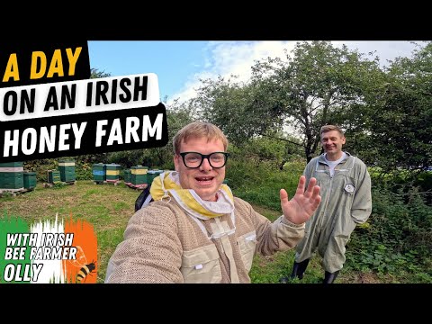 Видео: Мир ирландского пчеловодства | 350 ульев по всему Дублину с Olly's Farm!