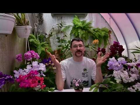 Видео: Некрозы и хлорозы неинфекционного характера