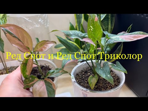 Видео: 25.01.23 Как отличаются Сингониумы Ред Спот от Ред Спот Триколор 😃