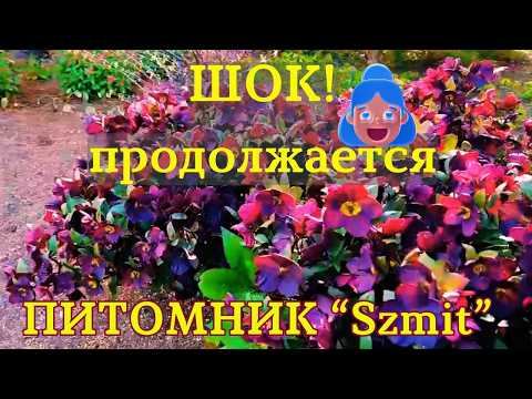 Видео: 🥀Продолжение экскурсии по лучшему польскому питомнику Шмит!  Часть 2. Szkółka Szmit. Druga część