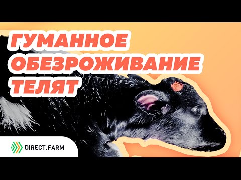 Видео: Обезроживание телят с применением снотворных и НПВС