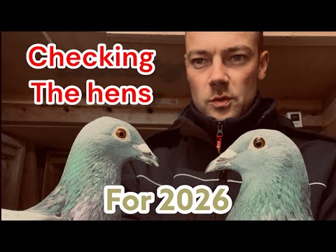 Видео: 🕊️💨 Гоночные голуби | Проверка кур для команды 2026 года 🏆🐦