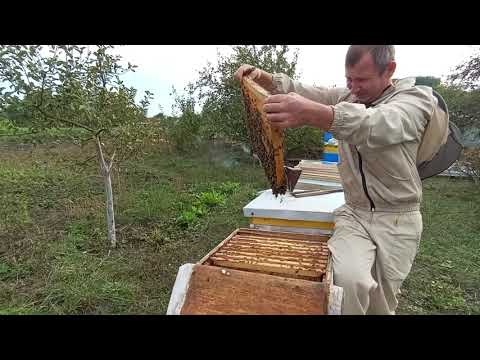 Видео: Формування гнізда бджіл для зимівлі.