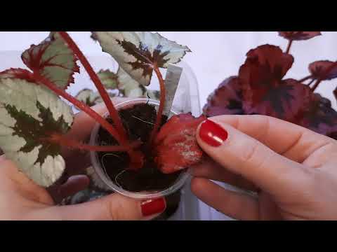 Видео: Бегония Miami Storm