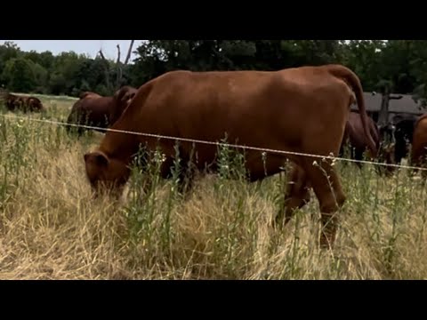 Видео: Почему мы никогда не будем дегельминтизировать скот