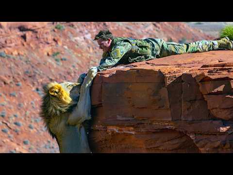 Видео: МУЖЧИНА спас дикого ЛЬВА, но то что произошло потом ПОТРЯСЛО всех!