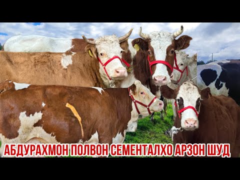 Видео: Сементало аз Абдураҳмон полвон арзон 7 ноября 2025 г.