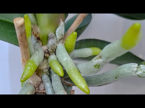 Видео: ПОЛИВАЙ орхидеи ТАК! ЦВЕТОНОСЫ лезут, КОРНИ растут! это РАЗБУДИТ орхидеи! сразу ПОЛИТЬ орхидеи!