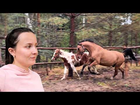 Видео: ПЕРВЫЕ ИСПЫТАНИЯ НОВОГО МИНИ ПОГРУЗЧИКА. СПРАВИТСЯ ЛИ С ТАКОЙ РАБОТОЙ? ЖИЗНЬ В ДЕРЕВНЕ