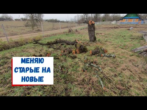 Видео: Закладка сада и отмена суда