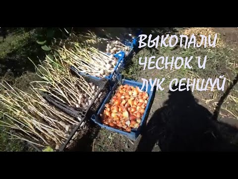 Видео: Уборка ЧЕСНОКА и ЛУКА СЕНШУЙ Сбор ПШЕНИЦЫ на поле Тест ПОДЪЕМНОГО УСТРОЙСТВА_01.07.2024