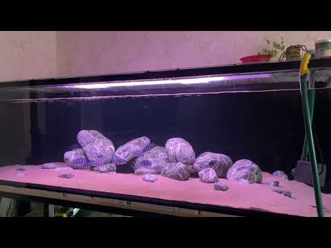 Видео: Рубрика аквариумы моих друзей «Аквариум Яниса из Риги»