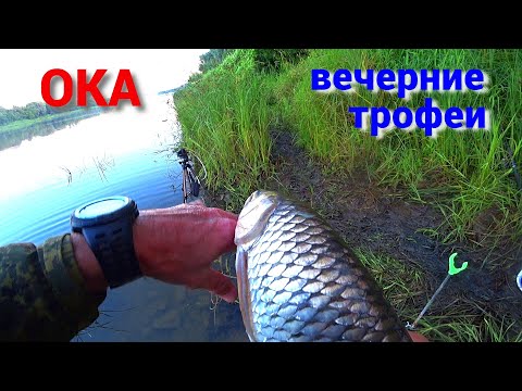 Видео: ЧУТЬ НЕ УТАЩИЛА УДОЧКУ. ТРОФЕИ КЛЮЮТ ВЕЧЕРОМ. Рыбалка на ГОРОХ, ПШЕНИЦУ и САЛО на ОКЕ.