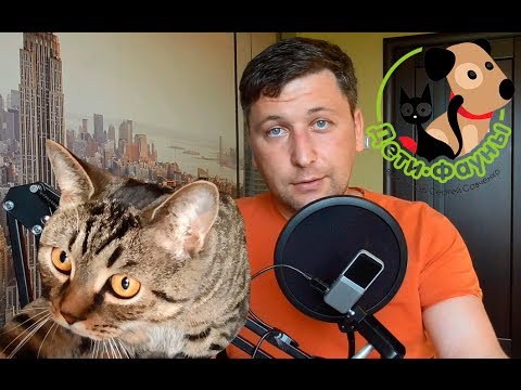 Видео: Можно ли давать собаке кости?