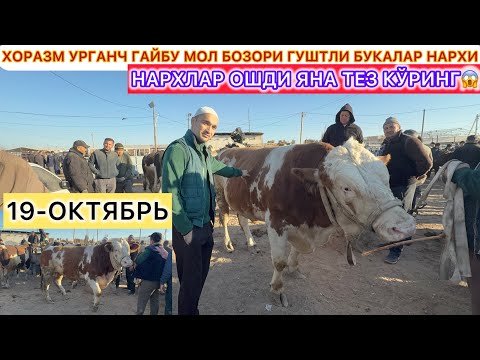 Видео: ГУШТЛИК БУКАЛАР НАРХЛАРИ ОШДИ ЯНА ТЕЗ КЎРИНГ ХОРАЗМ МОЛ БОЗОРДА 19-октябрь 2025 г.