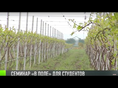 Видео: Студентам показали, как вырастить много винограда