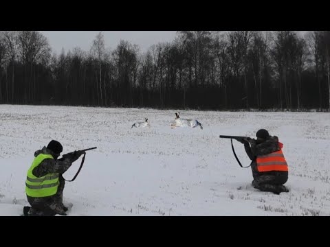 Видео: Уехали в Таёжную Избушку. Зрелищные Выходы Зайцев под Выстрел!!!