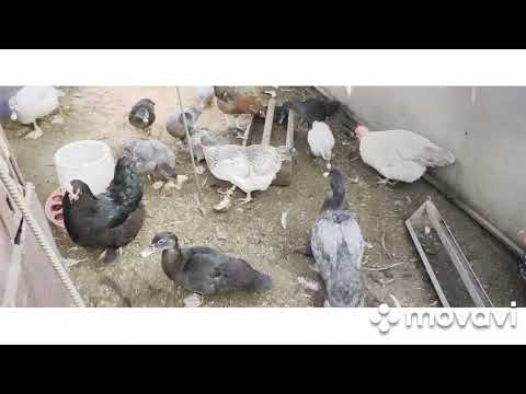 Видео: Куры #утки# готовимся к зиме #куры ...