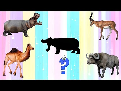 Видео: Викторина для детей 3-5 лет Дикие животные