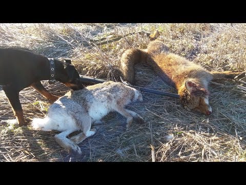Видео: ОХОТА - МЕЧТА!!! на зайца, лису, утку с ягдтерьером. Красивая охота в солнечный день.