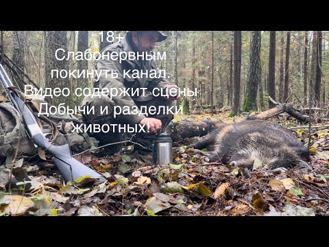 Видео: Ходовая охота на Кабанов с лайками. Лайка против стада. Как выживает стадо среди Волков.