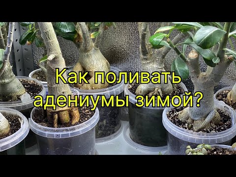 Видео: Как правильно поливать адениумы зимой и летом. Немного о цветении и прививках. 12 декабря 2024 г.