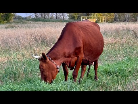 Видео: Ждем отелы! Коровы в запуск! 