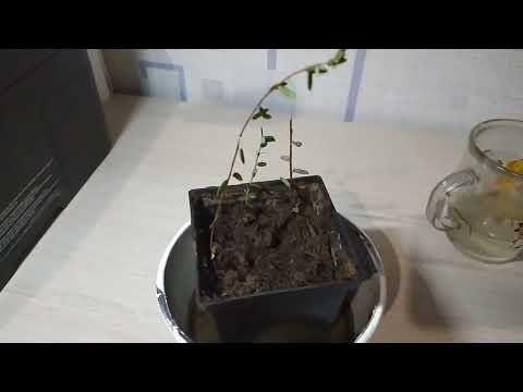 Видео: Зимнее размножение клюквы. 25.02. 2024