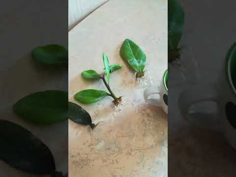 Видео: Замиокулькас. Размножение, самый простой способ . Zamioculcas breeding