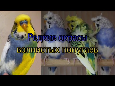 Видео: Окрасы волнистых попугаев, ЧАСТЬ 2