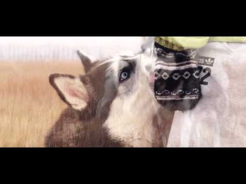 Видео: Хаски. Мисти, Челси и Коломбо