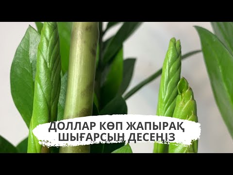 Видео: Доллар гүлі неге әжімденіп кетеді?87763138908