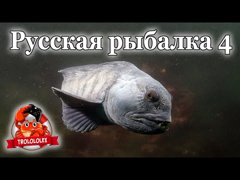 Видео: Русская рыбалка 4  Ловим на морскую донную с мертвой рыбой