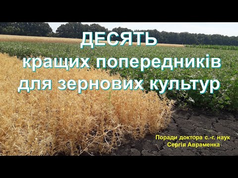 Видео: Десять кращих попередників для зернових культур