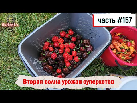 Видео: 157 Вторая волна урожая суперхотов 12.10.2024