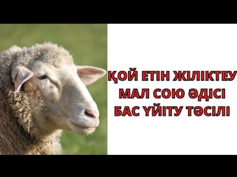 Видео: Қой жіліктеу/қазақша қой бұзу/ет бөлшектеу/қойдың безін алу