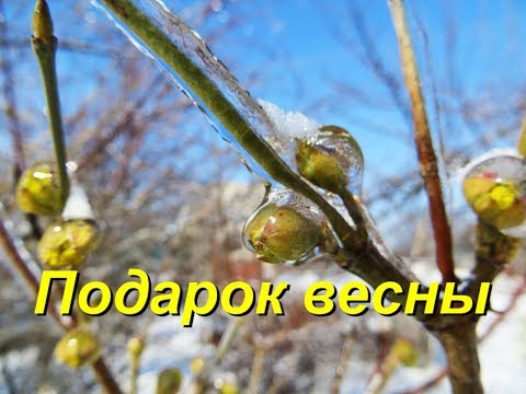 Видео: Четвертый месяц "ЗИМЫ" !