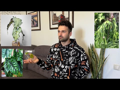 Видео: ￼ Я в шоке ￼Алоказия  Веном у меня. Как посадить клон? ￼