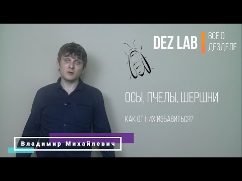 Видео: Осы, пчелы, шершни. Как избавиться?